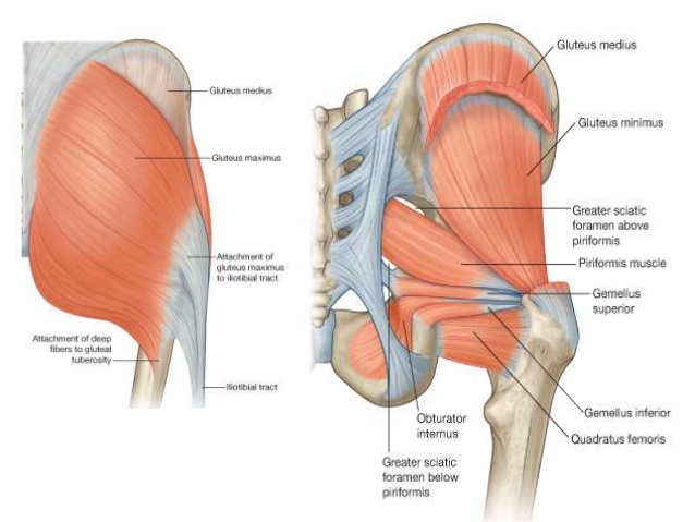 gluteus muscles diagram